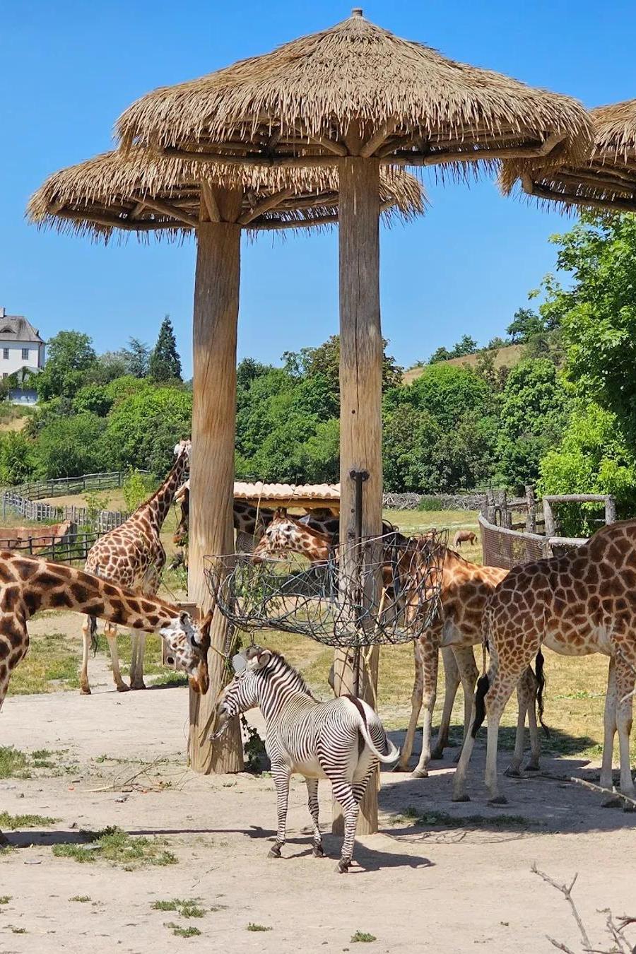 Prague Zoo